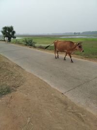 View of a horse on road