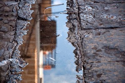 Reflection of trees in water