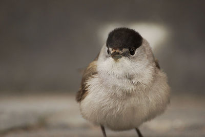 Close-up of young bird