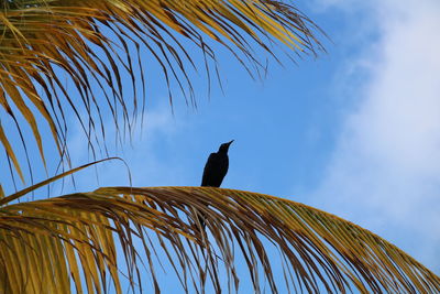 Low angle view of bird perching on palm tree against sky