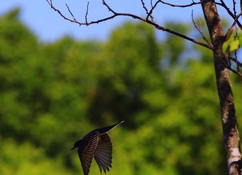 Close-up of branches against blurred background