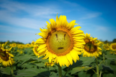 Close-up of yellow sunflower against sky