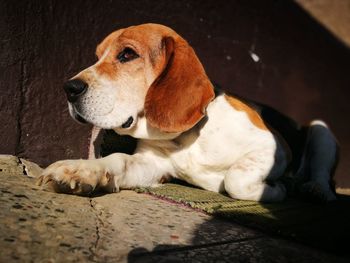 Close-up of dog sitting outdoors
