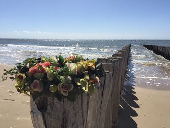 Close-up of flowers on beach against sky