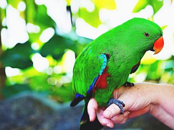 Close-up of a hand holding a parrot