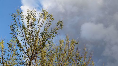 Low angle view of tree against sky