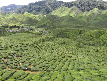 Scenic view of green landscape