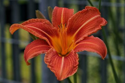 Close-up of red flower