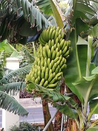 Fruits growing on tree