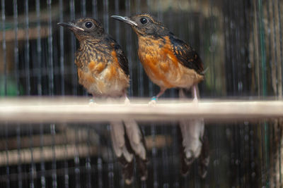 Close-up of birds perching on fence