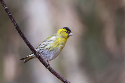 Siskin beautiful free sitting on willow branch