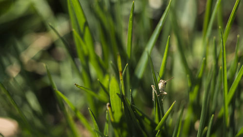 Close-up of insect on grass