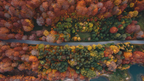 High angle view of autumn tree in market stall