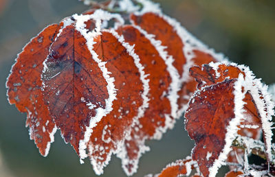 Close-up of frozen leaves during winter
