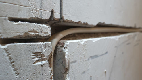 Close-up of a lizard on wall