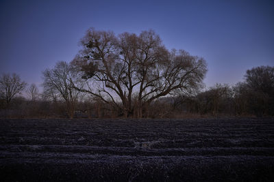 Bare tree on field against clear sky