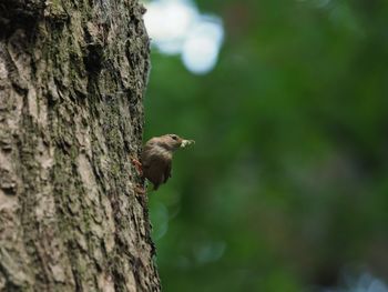 Close-up of bird perching on tree trunk