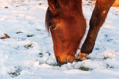 View of a horse on snowy field during winter