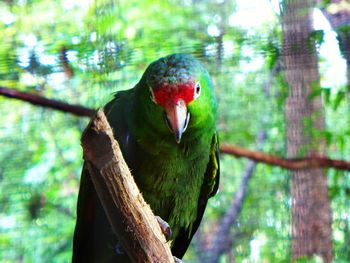 Close-up of bird perching on tree trunk