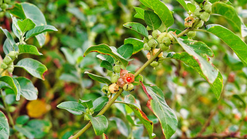 Close-up of insect on plant