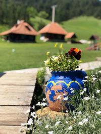 Potted plant by boardwalk