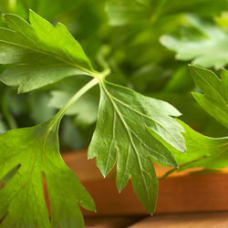 Close-up of green leaves