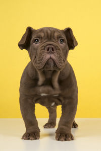 Portrait of a dog against yellow background