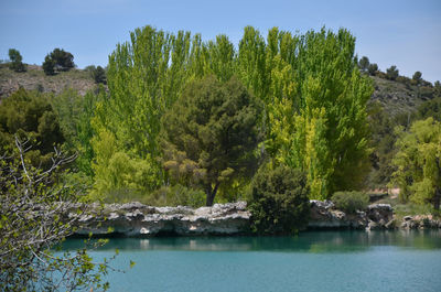 Scenic view of lake in forest against sky