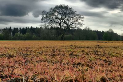 Scenic view of trees on field against sky