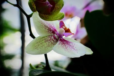 Close-up of pink flower blooming in garden
