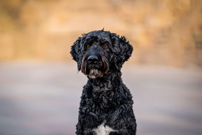 Close-up of a dog looking away