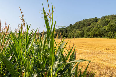 Crops growing on field against sky