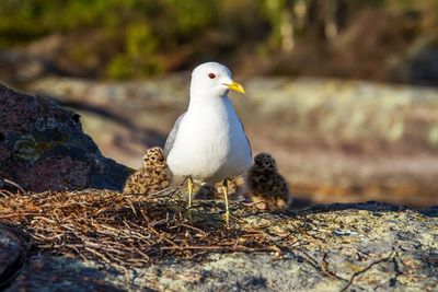 Close-up of seagull with young birds by nest on rock at glaskogens naturreservat