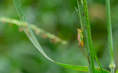 Close-up of insect on leaf