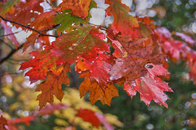 Close-up of maple leaves on tree