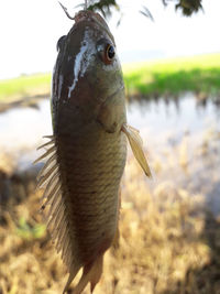 Close-up of fish in lake