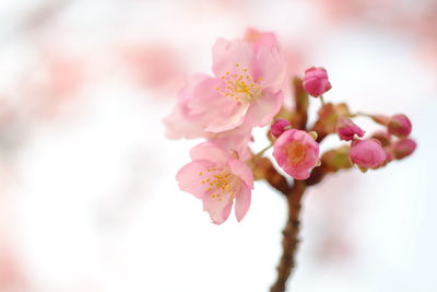 Close-up of pink cherry blossoms