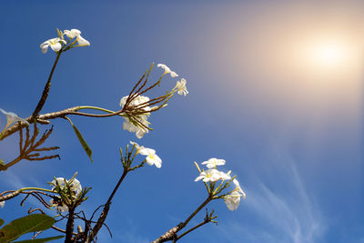 Low angle view of white flowering plant against sky