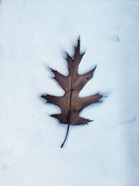 High angle view of dry maple leaf on snow