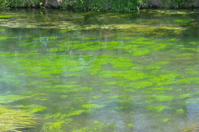 Full frame shot of plants in water