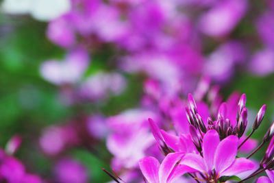 Close-up of pink flowers