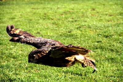 Eagle owl on grassy field