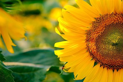 Close-up of yellow insect on sunflower