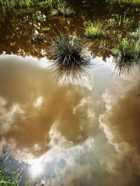 Reflection of tree in lake against sky