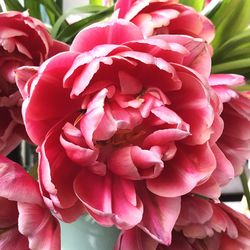 Close-up of red dahlia blooming outdoors
