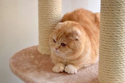 Close-up of a relaxed cat