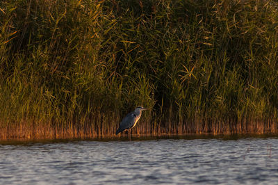 Gray heron perching on grass in water