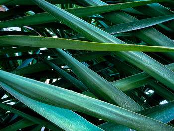 Full frame shot of wet plants