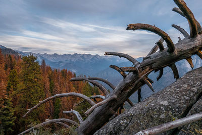 Fallen tree against sky