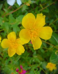 Close-up of yellow flower